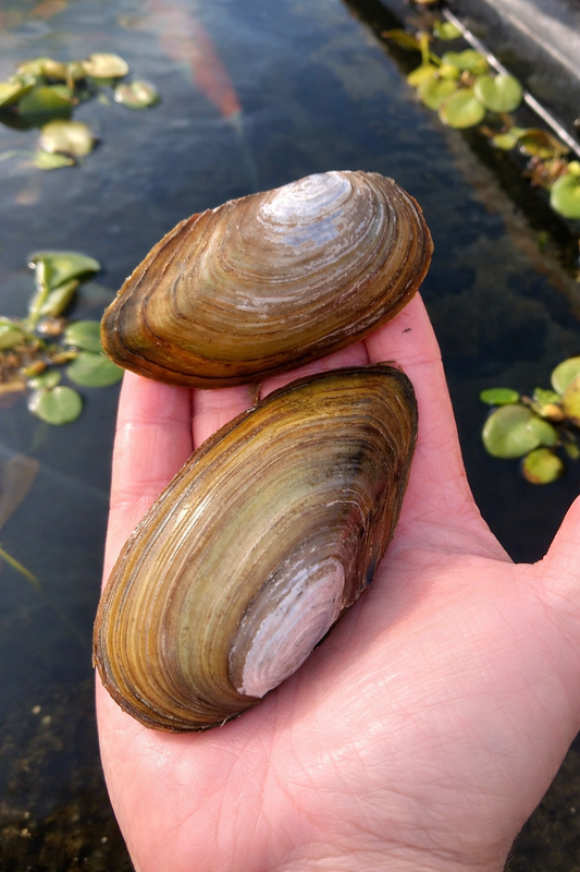 Swan mussel (Anodonta cygnea) captive-bred for UK garden ponds