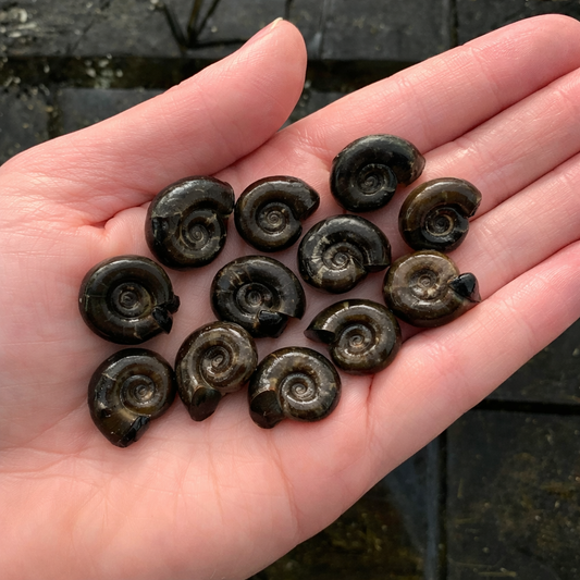 UK Greater Ramshorn Snails (Planorbarius corneus)
