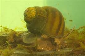 pond snail uk