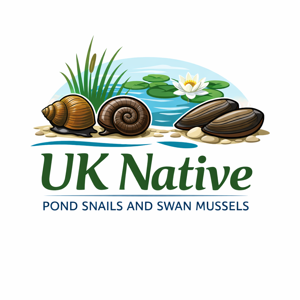 Swan Mussels for sale