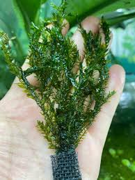 UK POND PLANTS FOR SALE