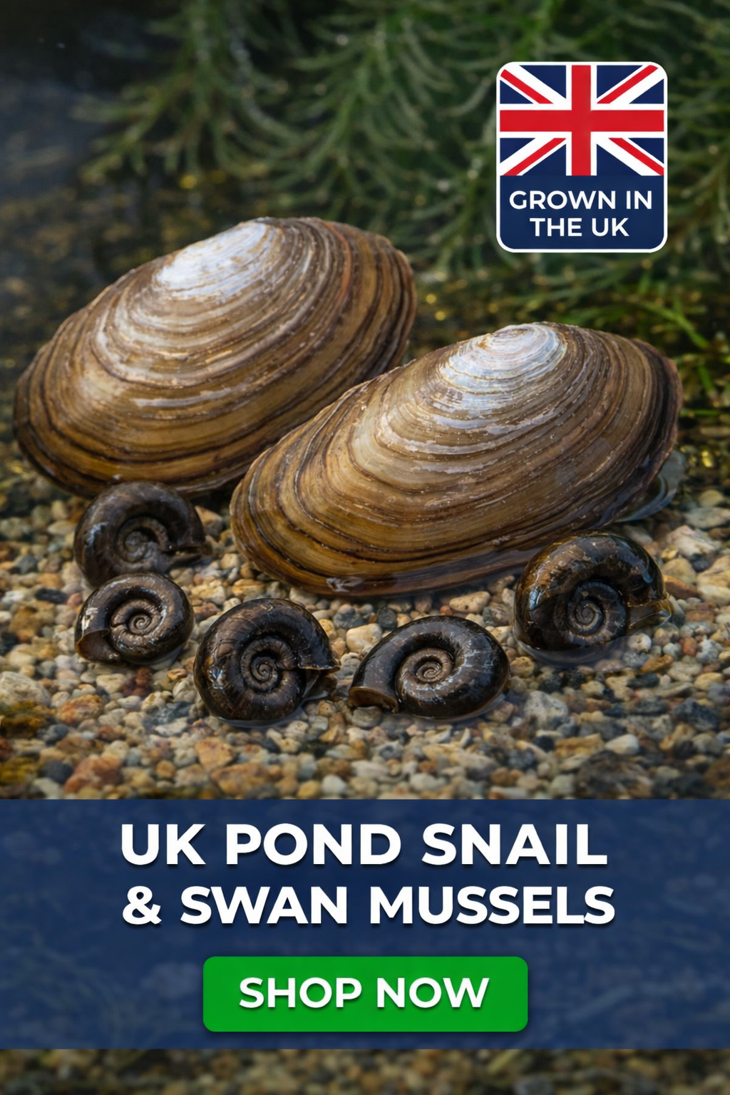 Swan mussels placed naturally in an established outdoor pond